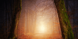 a misty path through a forest