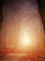 a misty path through a forest