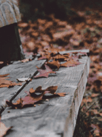 autumn leaves beneath a wooden bench