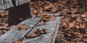 autumn leaves beneath a wooden bench
