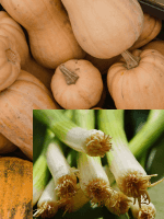 butternut-squash-with-leek-greens